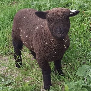 Meet your Posher, Sandy